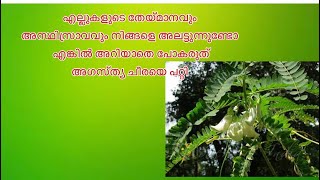 അഗസ്ത്യ ചീരയുടെ ഗുണങ്ങളെ പറ്റി അറിയാം 👇🏻let’s know about Agastya plant