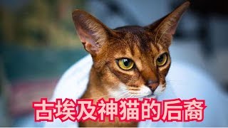 传说中古埃及神猫的后裔  受万民爱戴  风度翩翩的阿比西尼亚猫