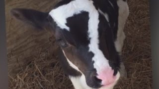 'Lucky' mark saves calf from slaughter