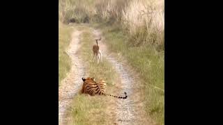 A Skilled Tiger Hunts and Gives the Antelope a Head Start Before its Last Breath