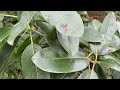 finicky native madrone trees are worth the hassle.