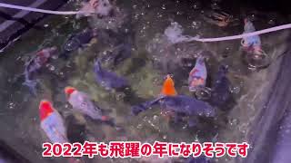 よく泳ぐ金魚達だからキチンと餌をあげないとね