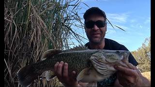 Murray Cod and Yellowbelly on spinnerbaits in Horsham in half a river !!