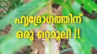 ഹൃദ്രോഗത്തിന് ഒരു ഒറ്റമൂലി | Neermaruthu or Arjuna tree cultivation methods and medicinal uses