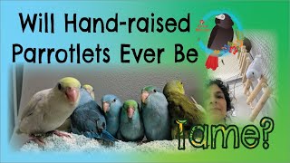 Will Parent-raised Parrotlets Ever Be Tame? #Parrot_Bliss