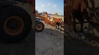 Cattle Herding Process