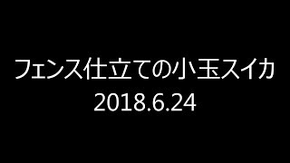 フェンス仕立ての小玉スイカ 2018.6.24