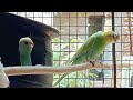 beautiful budgies ❤️ budgielove budgies lovebirds beautifulbird