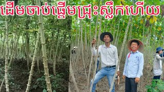 ដំឡូងពូជkm325 ដើមស្អាតៗមើមសាហាវ#cassava