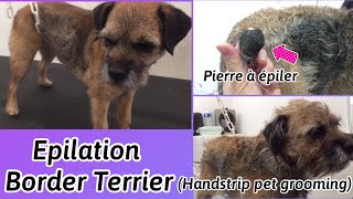 HappyGrooming - Epilation un Border Terrier(Border Terrier Handstrip)