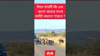 চিতা বাঘটি কি এত গুলো বানরের সাথে ফাইল করতে পারবে?  #viralvideo #tiger #monkey #animals #amazing