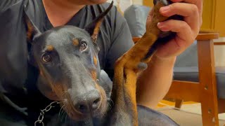 Daddy who enjoys nail clippers that Doberman really hates