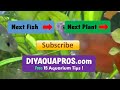 dwarf gourami aquarium fish profile