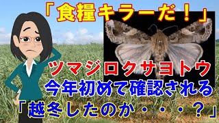 【ツマジロ続報】「食糧の殺し屋」、ツマジロクサヨトウ　今年初めて確認される・・・「越冬か？新たに飛来か？調査する」【日本と世界の気になる話題】