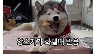 앙스키가 화낼때 반응 (feat.앙앙!!)