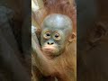 The cutest baby orangutan #shorts