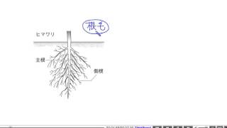 中学理科解説動画：根・茎・葉のつくりとはたらき１０