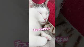 夢みるフル猫#shorts#猫動画#チュールの夢かニャ