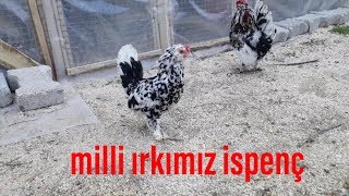 Milli ırkımız ispenç-ispenç tavuğu özellikleri-ispençler-paçalı tavuk-gülibik ispenç