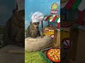 👩🏻‍🍳🍞✨ beep beep chefgary cat baker cats youtuber