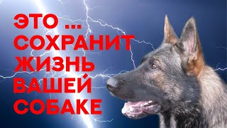 Это сохранит жизнь вашей собаке. Самый важный навык из всех возможных. It wil save your dog's life.