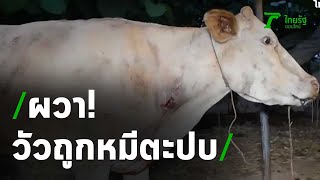 ผวา วัวถูกหมีตะปบในอุทยานฤาษี | 20-03-64 | ข่าวเช้าไทยรัฐ เสาร์-อาทิตย์