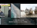 広島県大久野島でウサギ77匹が連続不審死！カメラマンが会社員の男を現行犯逮捕！！