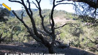 Visualizing Sudden Oak Death, Part 1: Disease progress in highly susceptible coast live oaks