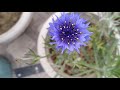 cornflower centaurea cyanus plant care n grow tips bachelor s button plant cornflower plant