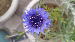 cornflower(Centaurea cyanus) plant care n grow tips| #bachelor's button plant #cornflower plant|