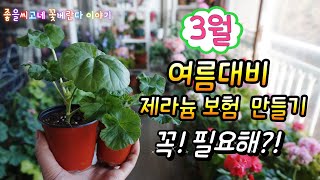 @Pelargonium 여름대비 봄철! #제라늄보험 꼭! 필요해?!