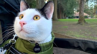 猫猫第一次戴牵绳散步 My Kitty's First Time Walking Outside with A Leash