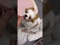 育て方を間違えたチワワ maltipoo chihuahua dog