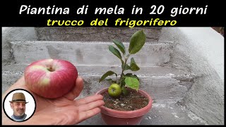 dal seme di mela alla pianta in 20 giorni (PLANTA DE MANZANA EN 20 DIAS - APPLE PLANT IN 20 DAYS)