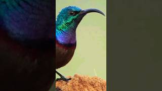 Beautiful black sunbird with original sound #shortvideo #shorts #viral #trending #youtubeshorts