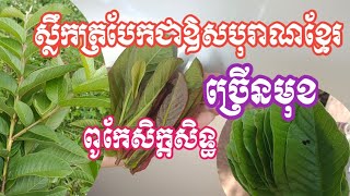 ស្លឹកត្របែកជាឱសថបុរាណព្យាបាល ក្រពះពោះវៀនក្លិនមាត់ សាក្លៀក លាងជាតិពុលសក្តិសិទ្ទណាស់