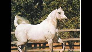 Arabian US National Champion Halter Mares 1958-1991