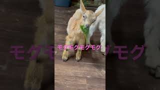 こやぎが大きな葉っぱをたべるだけの動画。　　　　　　#shorts #どうぶつ