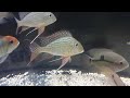 geophagus surinamensis y tapajos disponibles