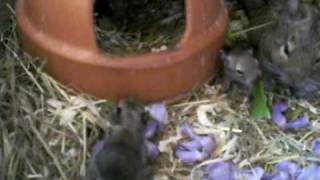 bébé octodon  dégue du chili degus degu babies