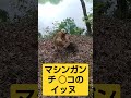 【暴走ち○こ】のイッヌ 松ごり 日本犬物語 猟犬 狩猟 四国犬 甲斐犬 日本犬 猪 くくり罠