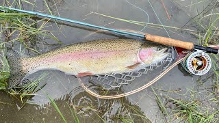 Yukon Stillwater Fly Fishing | Big Rainbow