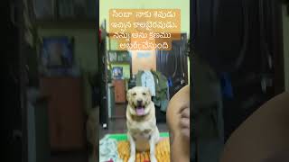 మా సింబా నాకు శివుడు ఇచ్చిన కాలభైరవుడు #doglover #simbatherockstar