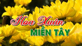 Hoa xuân miền Tây | VTV CẦN THƠ