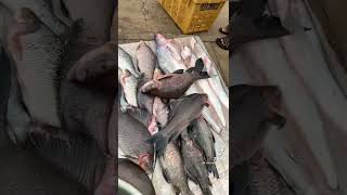 ត្រីខ្ចឹងធំៗណាស់🐟#fishing #fish #amazing #shorts