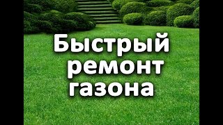 Как сделать быстрый ремонт газона?!