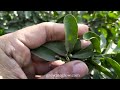 desi lemon plant ko fruiting kab hoti hai lemon plant age counting kitchen gardening