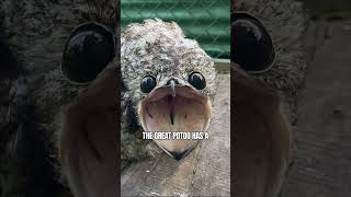 Great Potoo the South American Ghost Bird #shorts