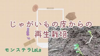 【家庭菜園】じゃがいもの皮から芽が出たです/再生栽培