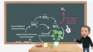 Der Stickstoffkreislauf